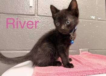River -  Domestic Short Hair Cat for Adoption in Fort Worth, Texas - River | PetCurious