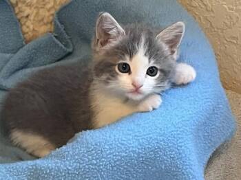 JOSIE -  Domestic Short Hair Cat for Adoption in Colorado Springs, Colorado - JOSIE | PetCurious