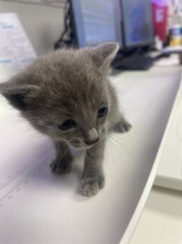 Domestic Short Hair Cats Available for Adoption in Rosenberg, Texas - MACHO | PetCurious