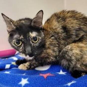 Twila -  Tortoiseshell Cat for Adoption in Green Valley, Arizona - Twila | PetCurious