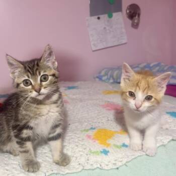 Chaco -  Domestic Short Hair Cat for Adoption in Park City, Utah - Chaco | PetCurious