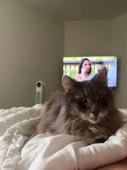 Buc-ee -  Domestic Long Hair Cat for Adoption in Cincinnati, Ohio - Buc-ee | PetCurious