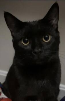 Domestic Short Hair Cats Available for Adoption in Fairfax, Virginia - Oso | PetCurious