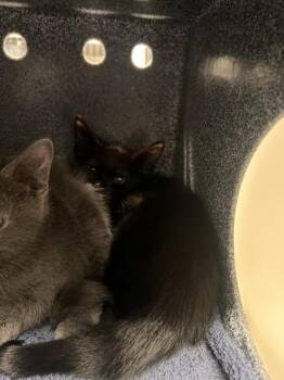 Porkchop -  Domestic Short Hair Cat for Adoption in Daytona Beach, Florida - Porkchop | PetCurious