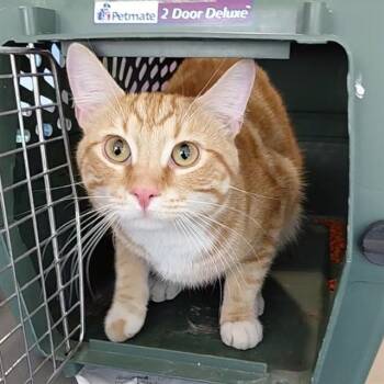 Domestic Short Hair Cats Available for Adoption - ALVIN | PetCurious