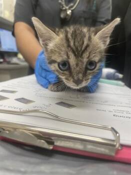 BUTTERFINGER -  Domestic Short Hair Cat for Adoption in Las Vegas, Nevada - BUTTERFINGER | PetCurious