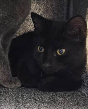 Bojack -  Domestic Short Hair Cat for Adoption in Athens, Tennessee - Bojack | PetCurious