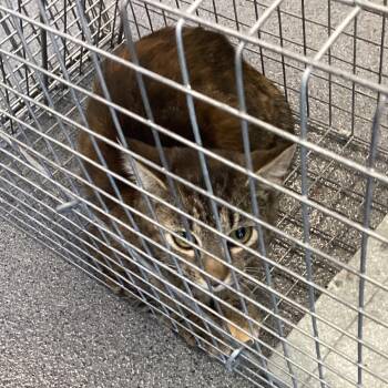 Sunny -  Domestic Short Hair Cat for Adoption in Montgomery, Alabama - Sunny | PetCurious