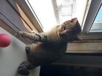 Rescue Domestic Short Hair Cats for Adoption in Iowa Falls, Iowa - Princess | PetCurious