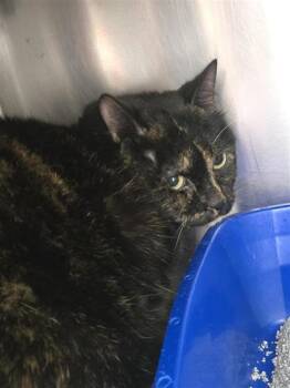 Rascal -  Domestic Short Hair Cat for Adoption in Montreal, Quebec - Rascal | PetCurious