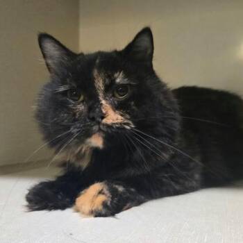 Sisu -  Domestic Long Hair Cat for Adoption in Winthrop, Maine - Sisu | PetCurious