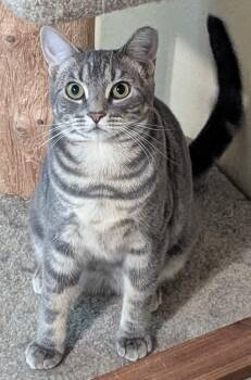 Domestic Short Hair Cats Available for Adoption in Othello, Washington - Choquette (bonded With Beignet) | PetCurious