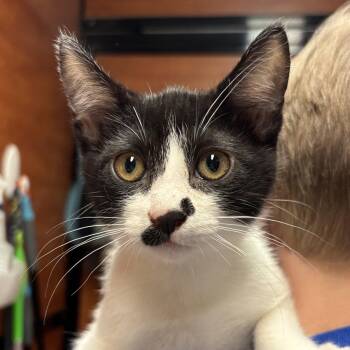 Pistachio -  Domestic Short Hair Cat for Adoption in Sonora, California - Pistachio | PetCurious