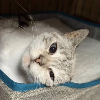 Blue -  Siamese and Tabby Cat for Adoption in Frederick, Maryland - Blue | PetCurious
