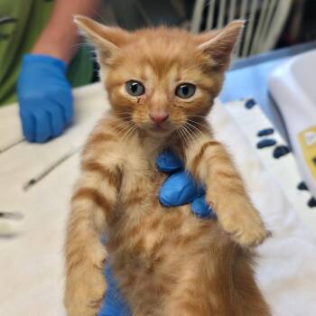 Flynn (teal collar) -  Domestic Short Hair Cat for Adoption in Mt. Juliet, Tennessee - Flynn (teal Collar) | PetCurious