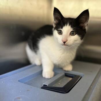 Domestic Short Hair Cats Available for Adoption in Enfield, New Hampshire - Iced T | PetCurious