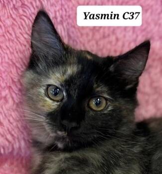 Yasmin -  Domestic Short Hair Cat for Adoption in Morganton, North Carolina - Yasmin | PetCurious