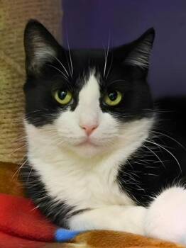 Domestic Short Hair Cats Available for Adoption - Rosie | PetCurious