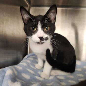 Hermie -  Domestic Short Hair Cat for Adoption in Fort Wayne, Indiana - Hermie | PetCurious