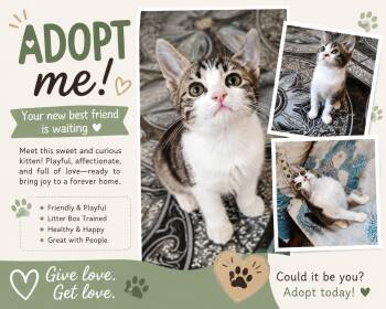 Bembo -  Domestic Short Hair Cat for Adoption in Brampton, Ontario - Bembo | PetCurious