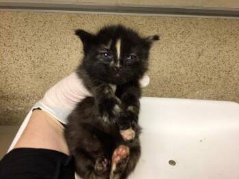 Domestic Short Hair Cats Available for Adoption - A1857538 | PetCurious