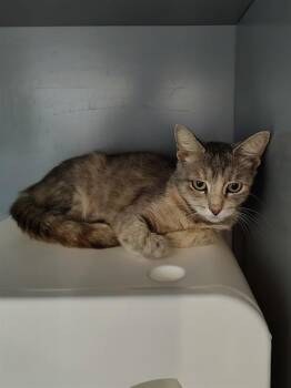 SCRUB AND BUBBLES -  Domestic Short Hair Cat for Adoption in Leesburg, Virginia - SCRUB AND BUBBLES | PetCurious