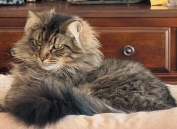 Mateo -  Maine Coon Cat for Adoption in Philadelphia, Pennsylvania - Mateo | PetCurious