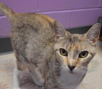 High Priestess -  Domestic Short Hair Cat for Adoption - High Priestess | PetCurious