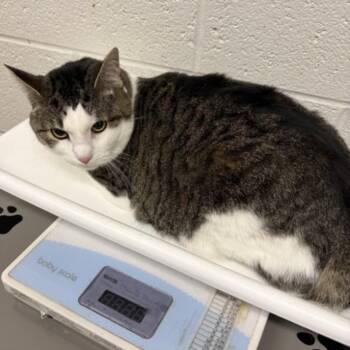 PRINCESS NOODLE -  Domestic Short Hair Cat Available for Adoption in Derwood, Maryland - PRINCESS NOODLE | PetCurious