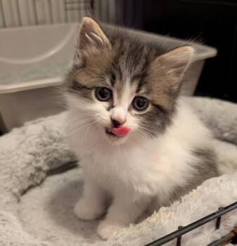 Buttons -  Domestic Medium Hair and Domestic Short Hair Cat for Adoption in Albertville, Alabama - Buttons | PetCurious