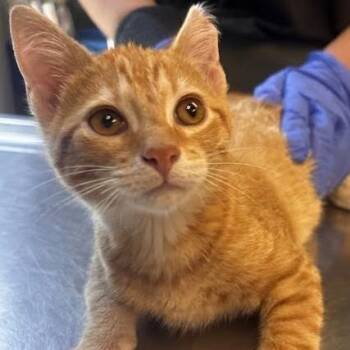 Julian -  Domestic Short Hair Cat for Adoption in Belleville, Illinois - Julian | PetCurious