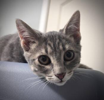 Figgy -  Domestic Short Hair Cat for Adoption in Omaha, Nebraska - Figgy | PetCurious