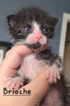 Brioche -  Domestic Short Hair Cat for Adoption - Brioche | PetCurious
