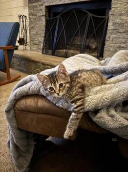Hibiscus -  Domestic Short Hair Cat for Adoption in Lafayette, Indiana - Hibiscus | PetCurious