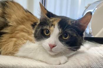 Rustie -  Domestic Long Hair Cat for Adoption in Fountain Hills, Arizona - Rustie | PetCurious