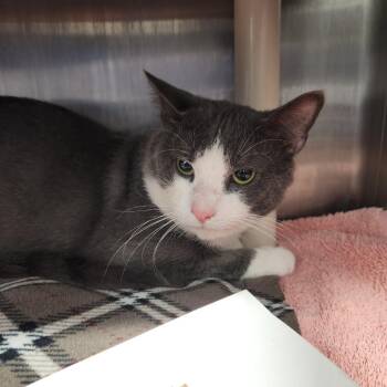 Clark -  Domestic Short Hair Cat for Adoption in Fort Wayne, Indiana - Clark | PetCurious