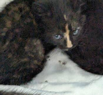 PeaNut -  Domestic Medium Hair Cat for Adoption in Trenton, New Jersey - PeaNut | PetCurious