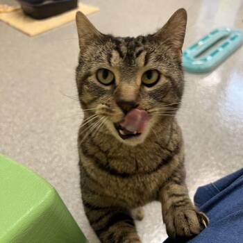 George -  Domestic Short Hair Cat for Adoption in Columbia, Illinois - George | PetCurious