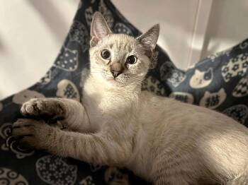 Hermes -  Siamese and Tabby Cat for Adoption in Fort Myers, Florida - Hermes | PetCurious