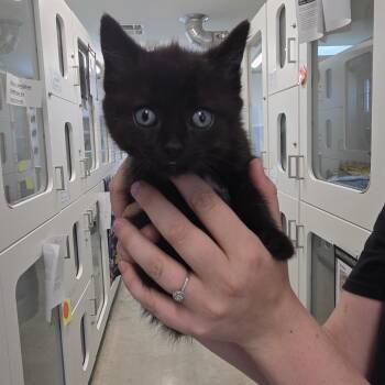 Gator -  Domestic Short Hair Cat Available for Adoption in Jasper, Indiana - Gator | PetCurious