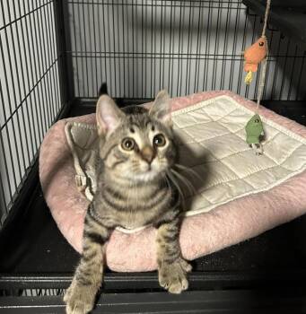 Rescue Tabby Cats for Adoption in Richmond Dale, Ohio - Spike | PetCurious