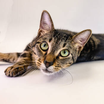 Rescue Domestic Short Hair Cats for Adoption in Houston, Texas - Mitchell | PetCurious