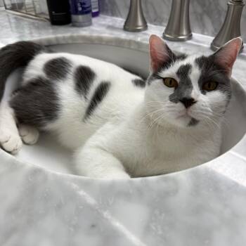 Domestic Short Hair Cats Available for Adoption - Sunny | PetCurious