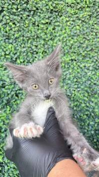 61177407 -  Domestic Long Hair Cat for Adoption in El Paso, Texas - 61177407 | PetCurious