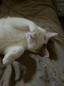 Domestic Short Hair Cats Available for Adoption in Minneapolis, Minnesota - Milo | PetCurious