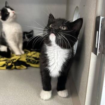 Silly Putty -  Domestic Short Hair Cat for Adoption in Davenport, Iowa - Silly Putty | PetCurious