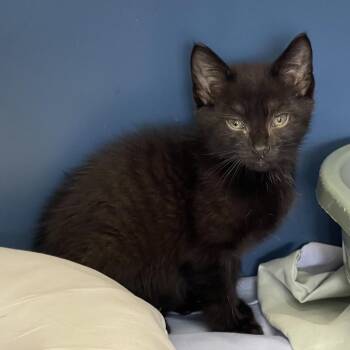 Plato -  Domestic Medium Hair Cat for Adoption in Tulsa, Oklahoma - Plato | PetCurious