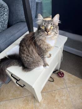 Lilly (From Philly) -  Domestic Medium Hair and Maine Coon Cat for Adoption in Absecon, New Jersey - Lilly (From Philly) | PetCurious