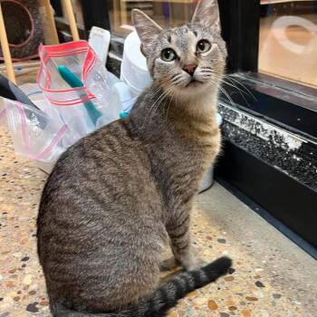 Blossom -  Domestic Short Hair Cat for Adoption in Plainfield, Illinois - Blossom | PetCurious