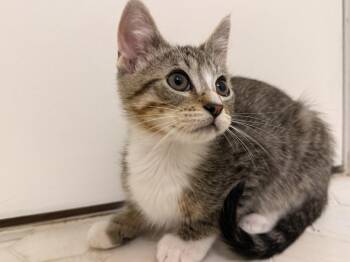 Domestic Short Hair Cats Available for Adoption in Wheaton, Illinois - Zinny | PetCurious